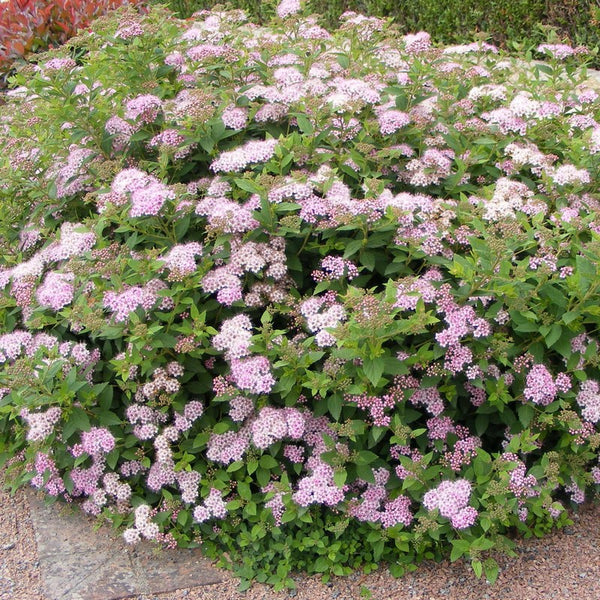 SPIREA LITTLE PRINCESS