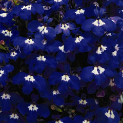 Lobelia - Marine Blue Mounded