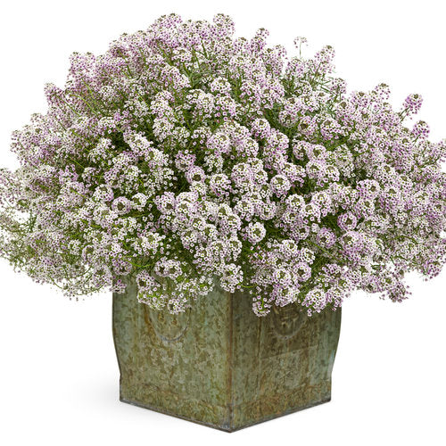 Lobularia - Blushing Princess