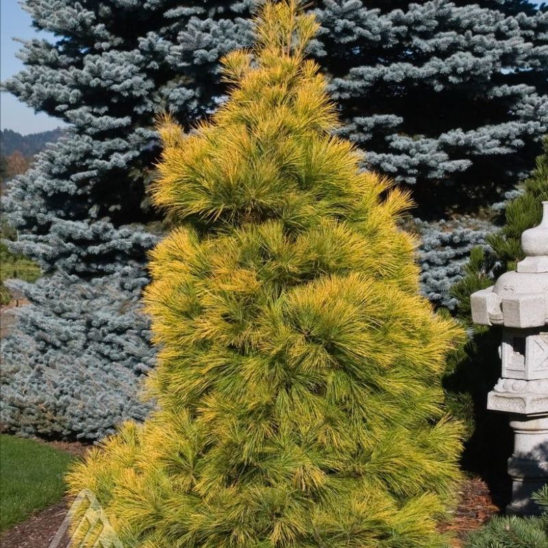 PINE LOUIE WHITE