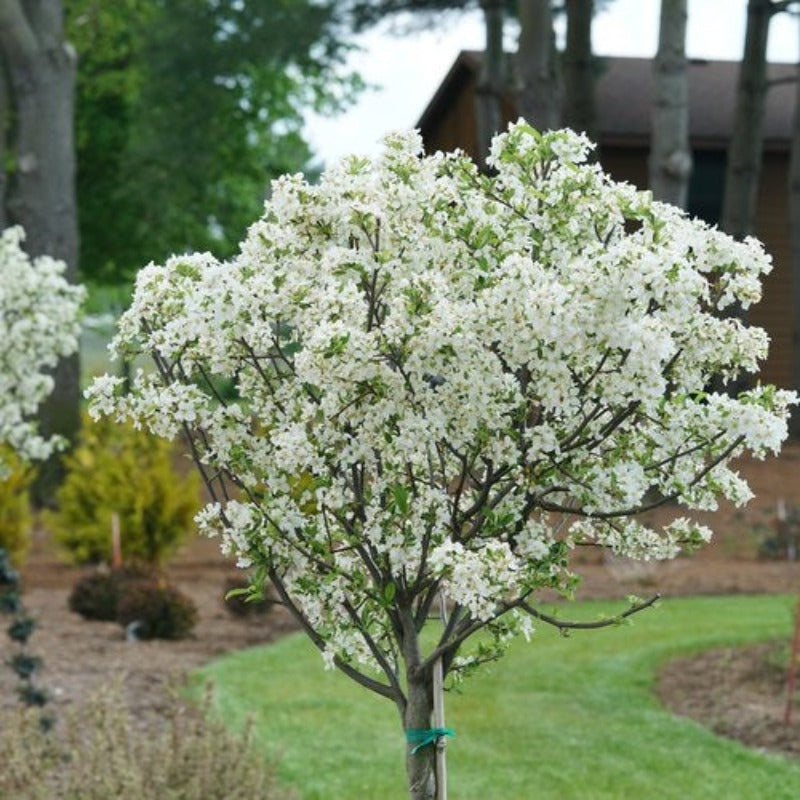 CRABAPPLE LOLLIPOP