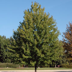 MAPLE MARMO