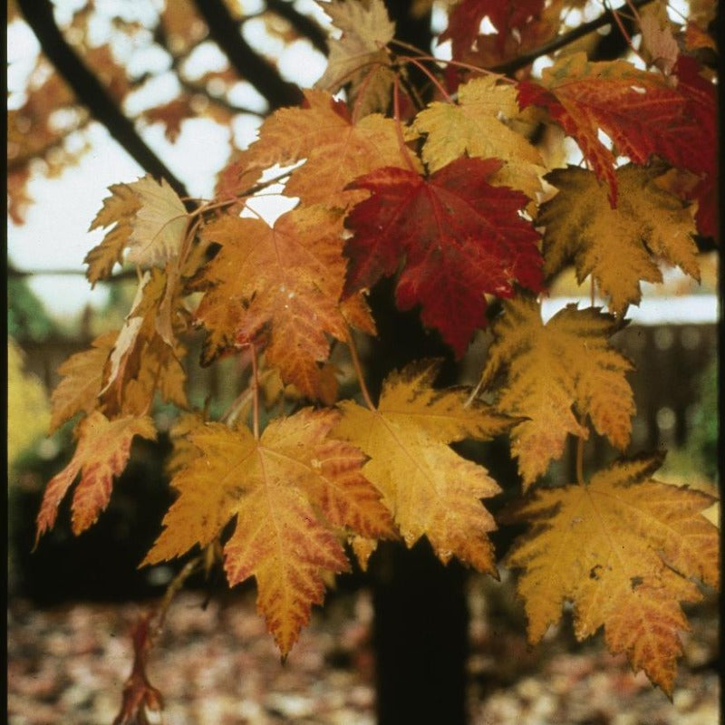 MAPLE MARMO