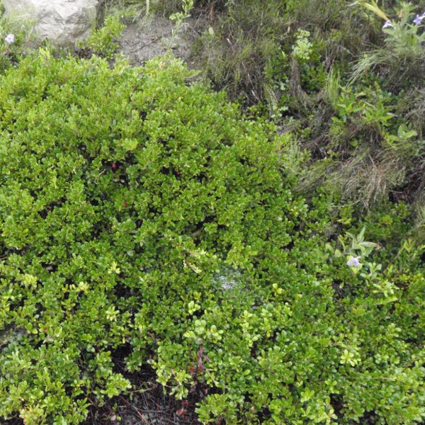 BEARBERRY MASSACHUSETTS