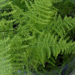 Asparagus Fern Plumosus