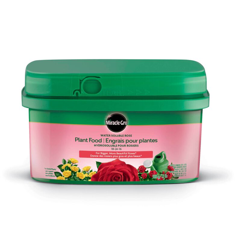 Miracle Gro Rose Fertilizer 18-24-16