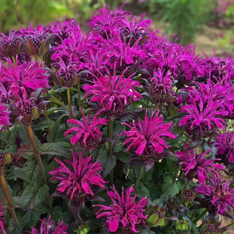 MONARDA ROCKIN RASPBERRY