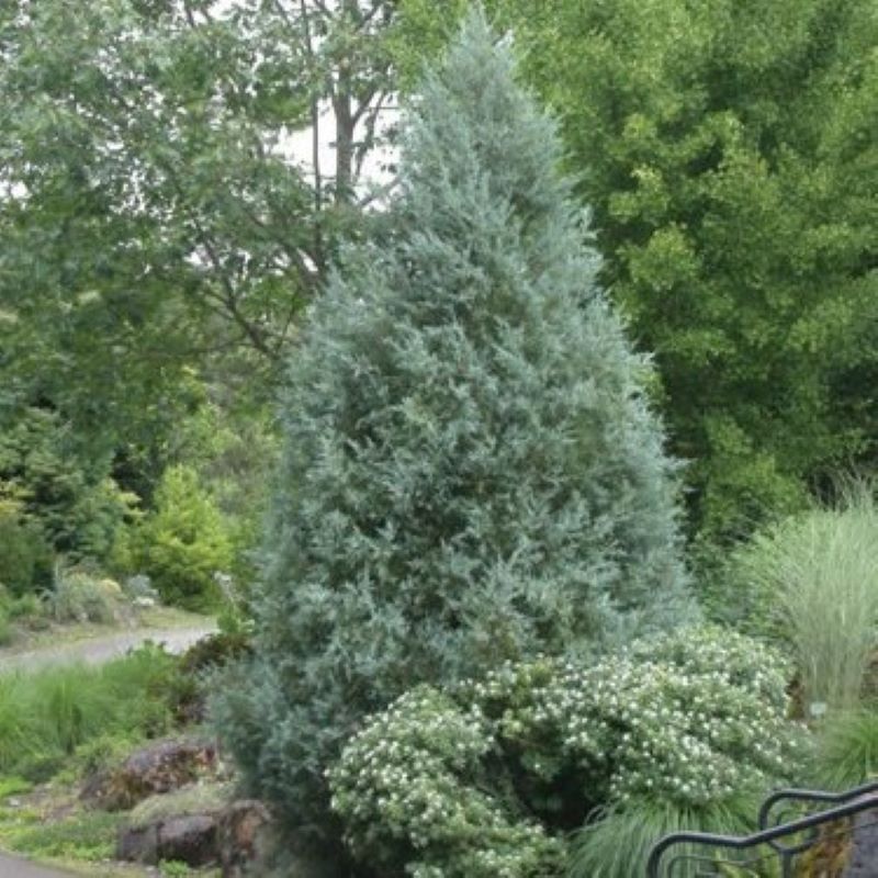 Moonglow JUNIPER MOONGLOW – Knippel Garden Centre