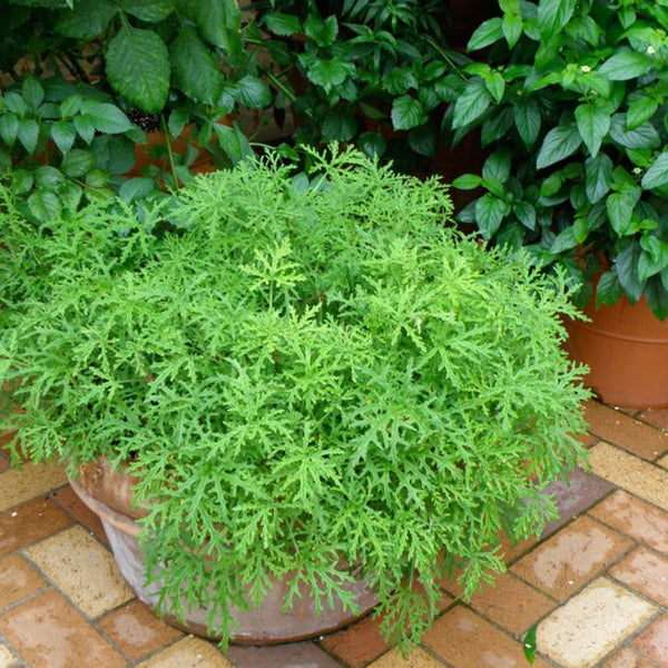 Citronella