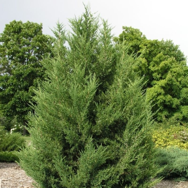 JUNIPER MOUNTBATTEN