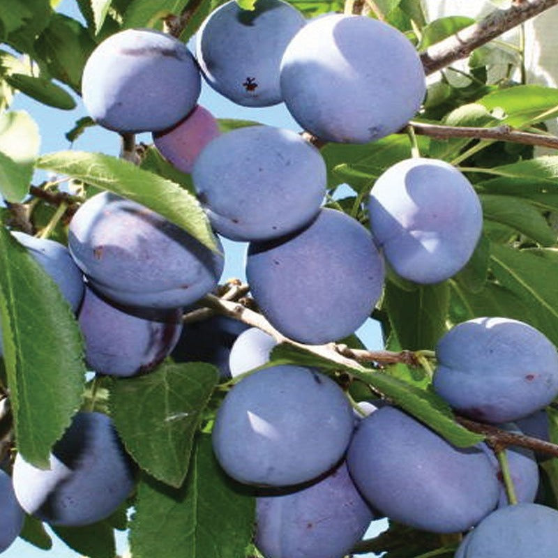 PLUM MOUNT ROYAL EUROPEAN