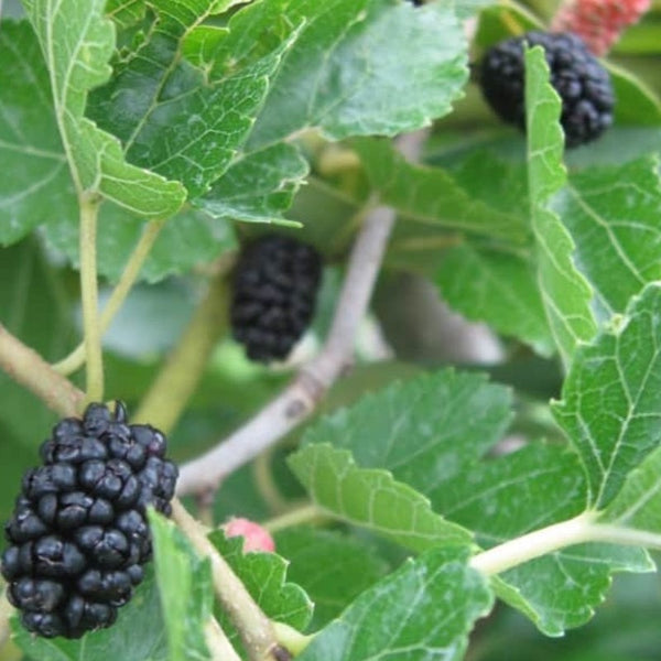 MULBERRY WEEPING FRUITING