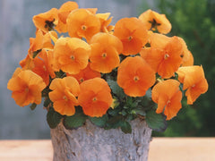 Pansy - Orange