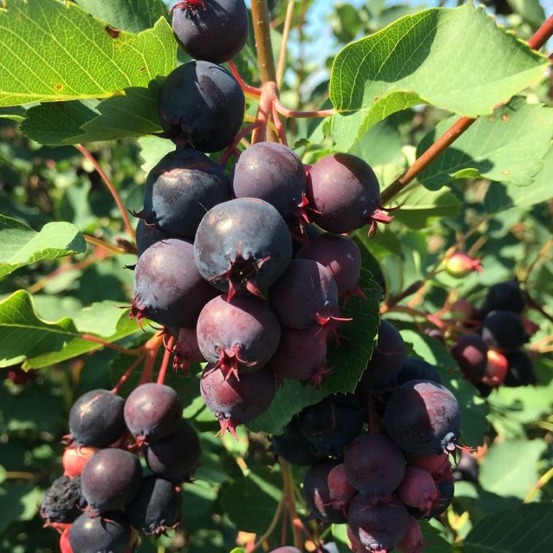 SASKATOON BERRY NORTHLINE