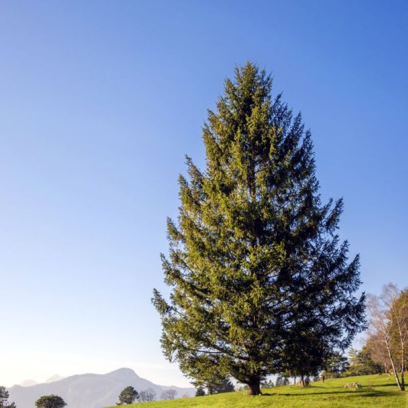 SPRUCE NORWAY