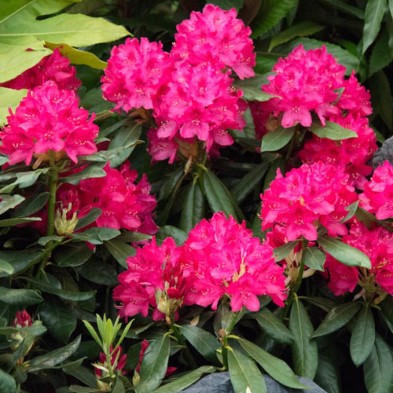 RHODODENDRON NOVA ZEMBLA