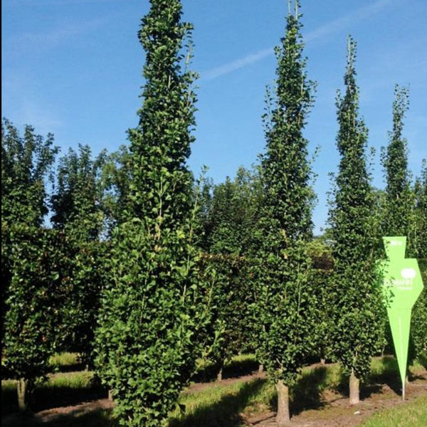 Columnar Trees – Knippel Garden Centre