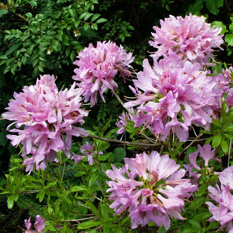 AZALEA ORCHID LIGHTS