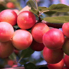 PLUM OZARK PREMIER JAPANESE