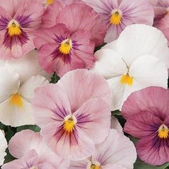 Pansy - Pink