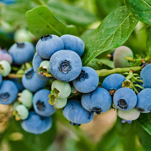 BLUEBERRY PATRIOT