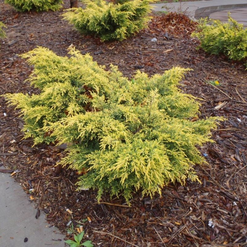 JUNIPER PAUL'S GOLD