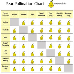 PEAR COLD SNAP