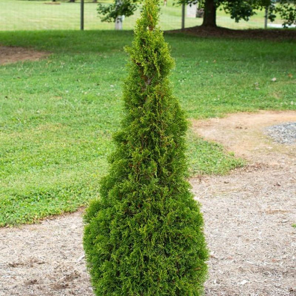 CEDAR EMERALD PETITE