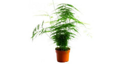 Asparagus Fern Plumosus