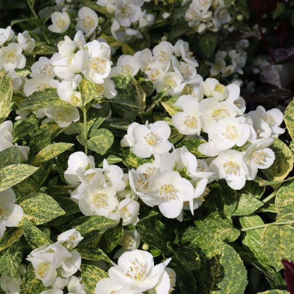MOCK ORANGE ILLUMINATI SPARKS