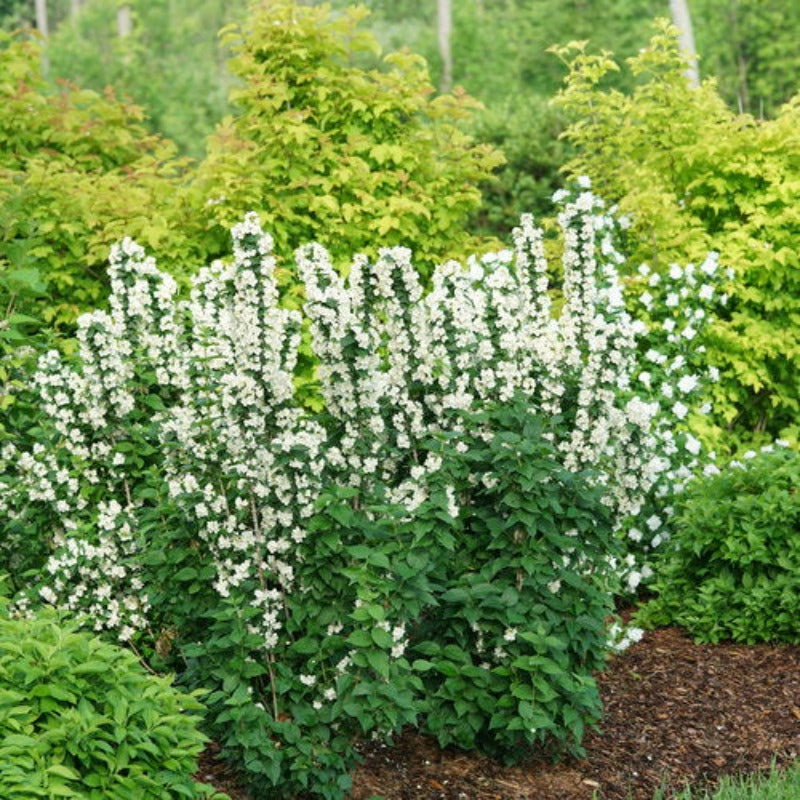 MOCK ORANGE ILLUMINATI TOWER