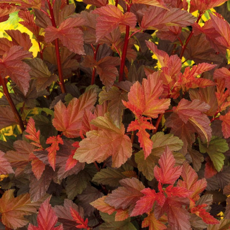 NINEBARK COPPERTINA