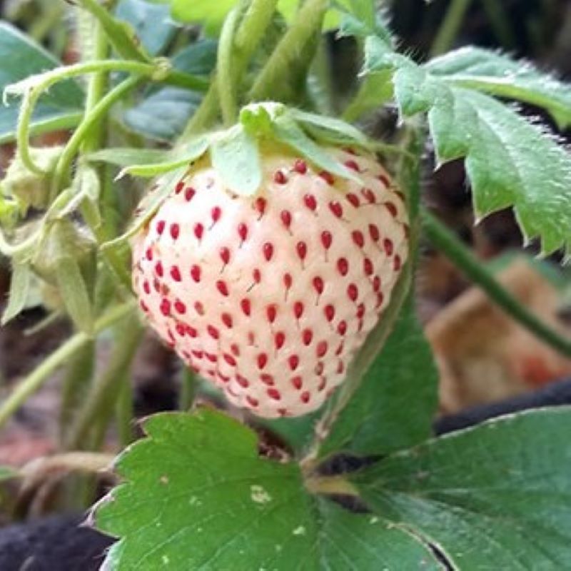 STRAWBERRY PINEBERRY
