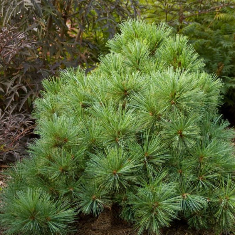 PINE BLUE SHAG