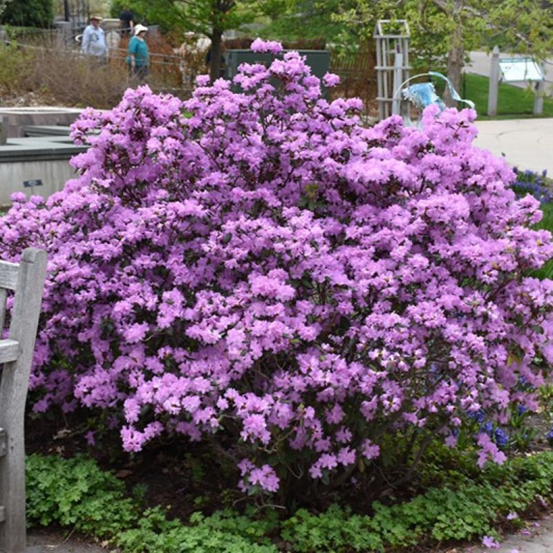 RHODODENDRON PJM