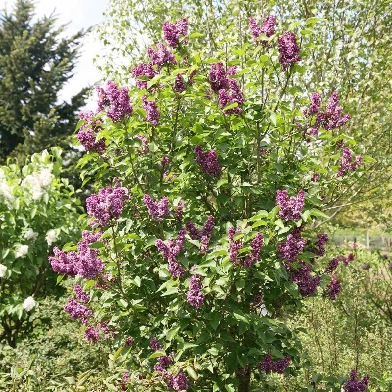LILAC CHARLES JOLY