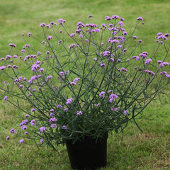 Verbena - Bonariensis