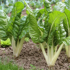Swiss Chard