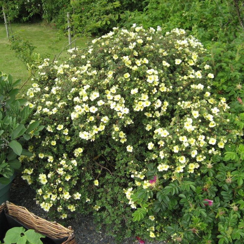 POTENTILLA PRIMROSE BEAUTY