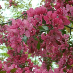 CRABAPPLE PROFUSION