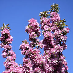 CRABAPPLE PURPLE SPIRE