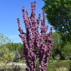 CRABAPPLE PURPLE SPIRE