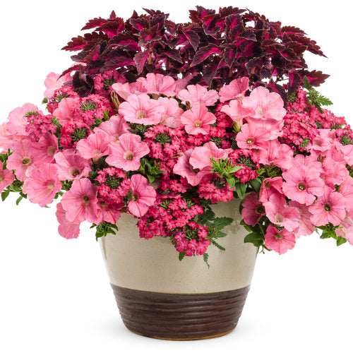 Proven Winners Around the World Container Combo