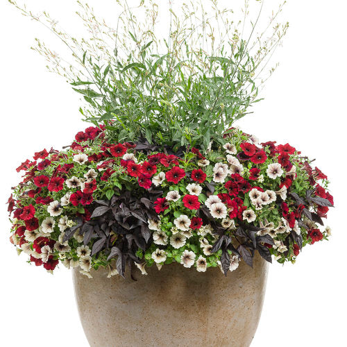 Proven Winners Enchanted Garden Container Combo