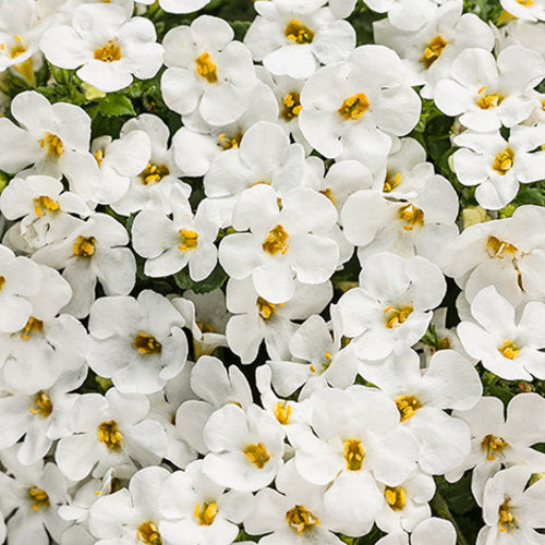 Bacopa - Snowstorm / Snow Globe