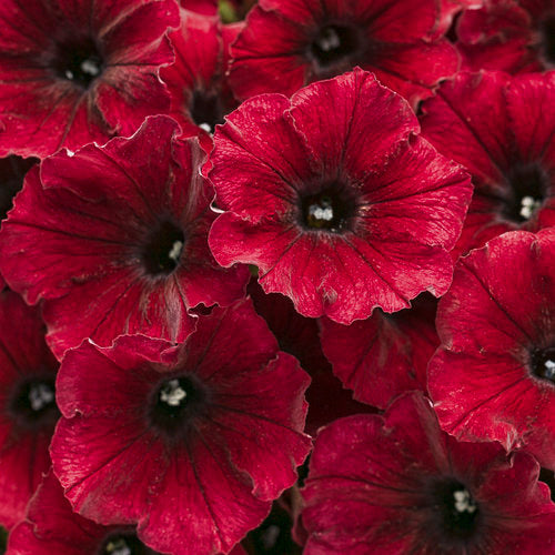 Petunia Supertunia - Black Cherry