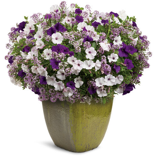 Proven Winners Velvet Skies Container Combo