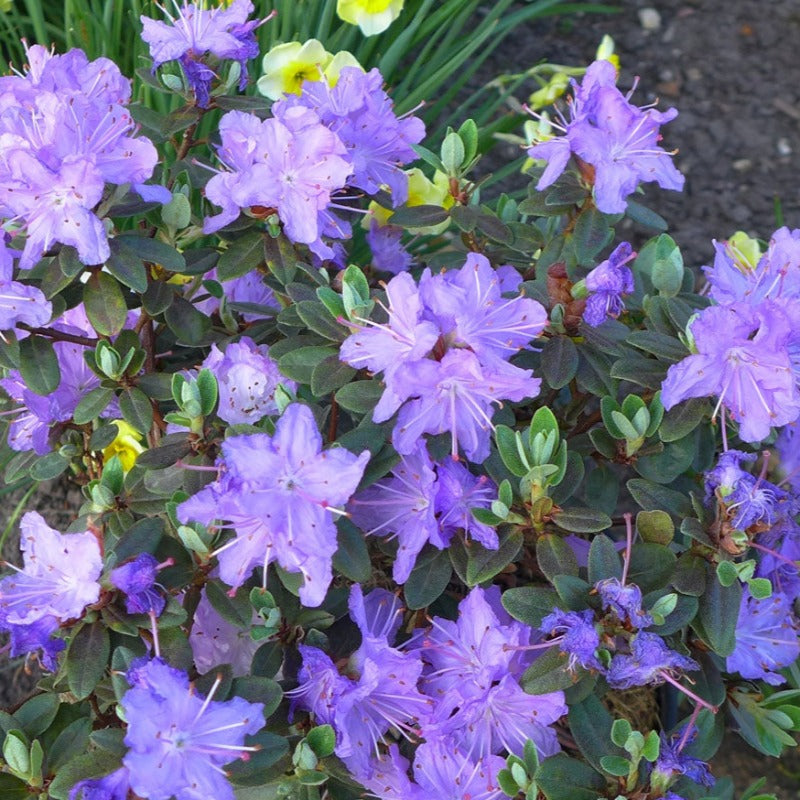 RHODODENDRON RAMAPO