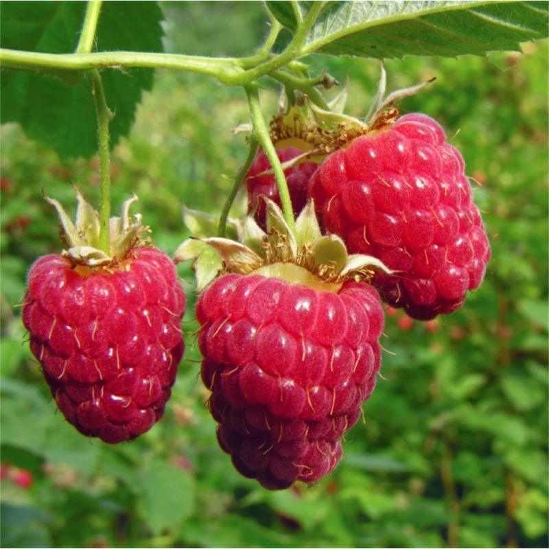 RASPBERRY ENCORE