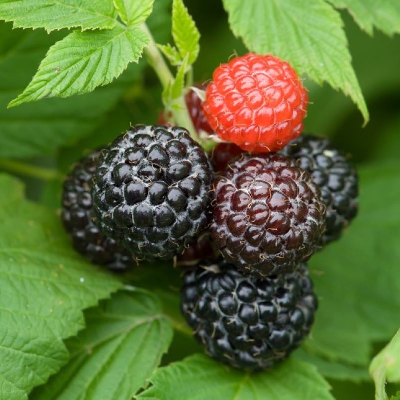 RASPBERRY JEWEL – Knippel Garden Centre